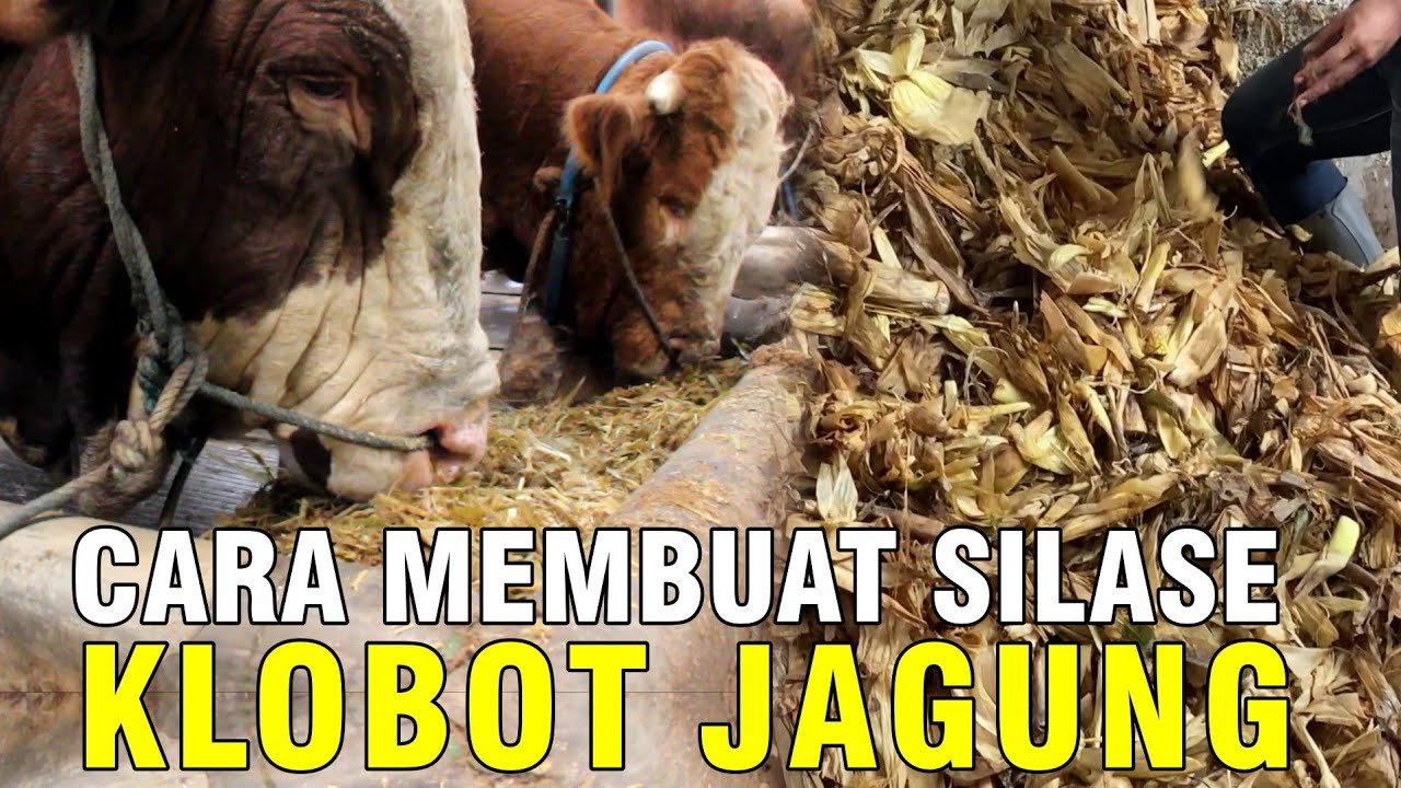 
                                 Cara-Pakan-Ternak-Awet-Dengan-Silase-Klobot-Jagung